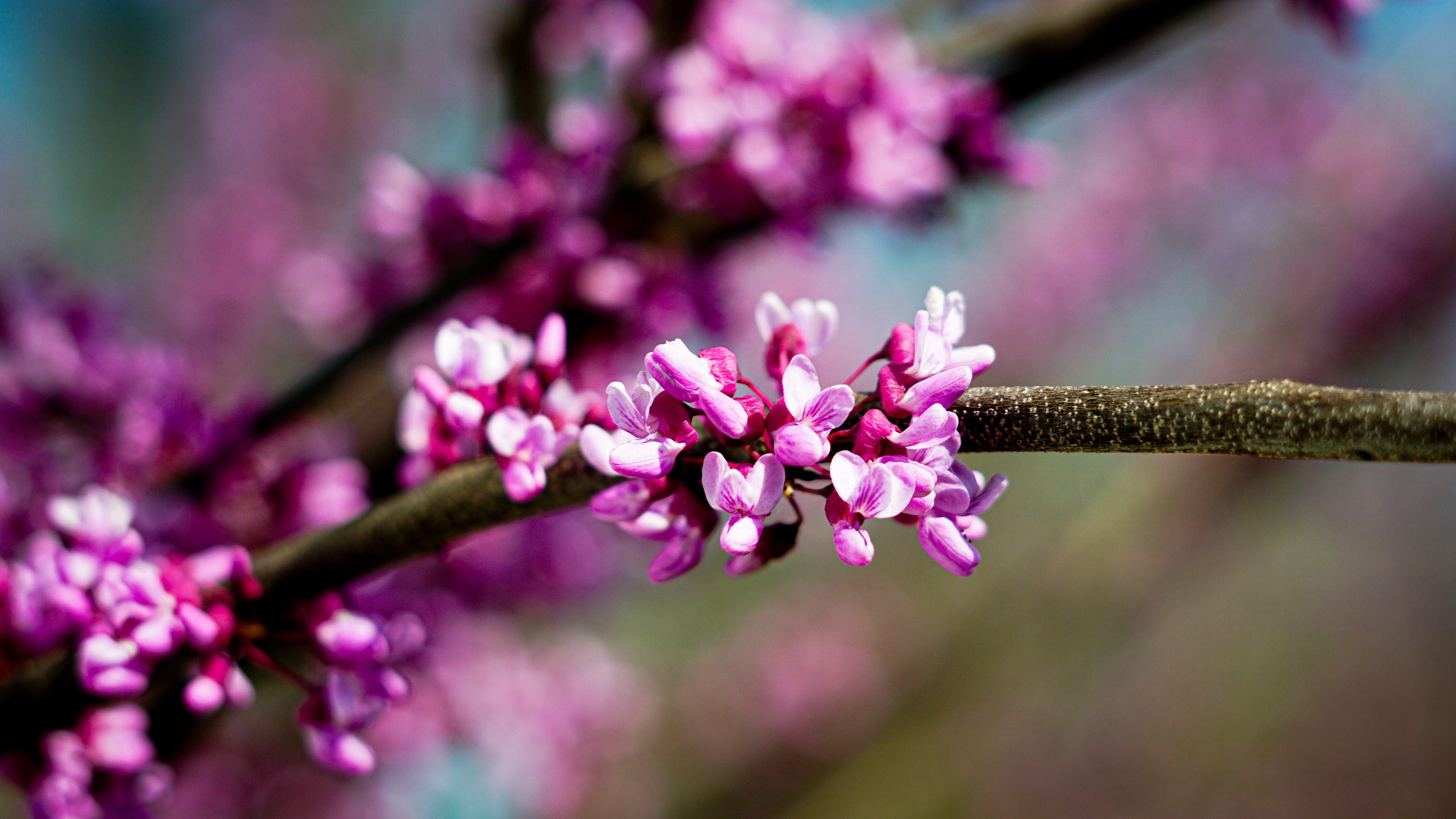 Springtime in Oklahoma!