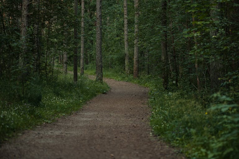 A tranquil forest path lined with lush green foliage, perfect for nature walks.