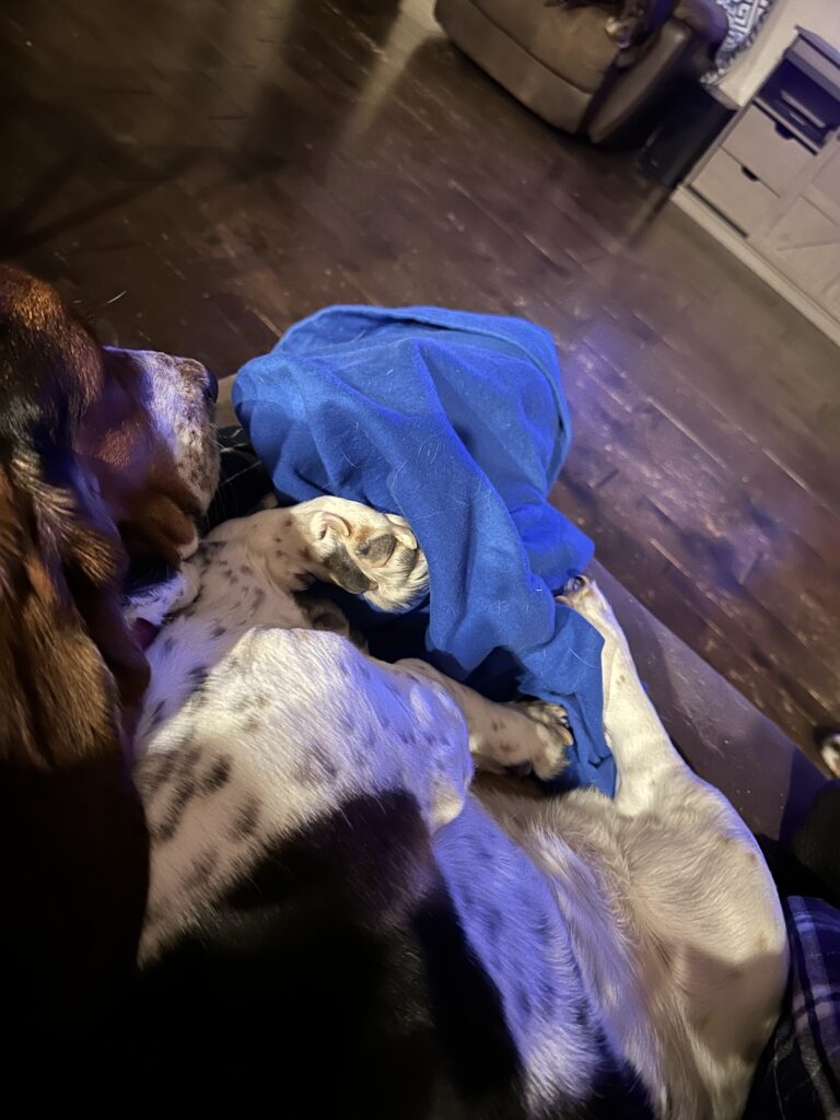 Big Paws, Big Personality